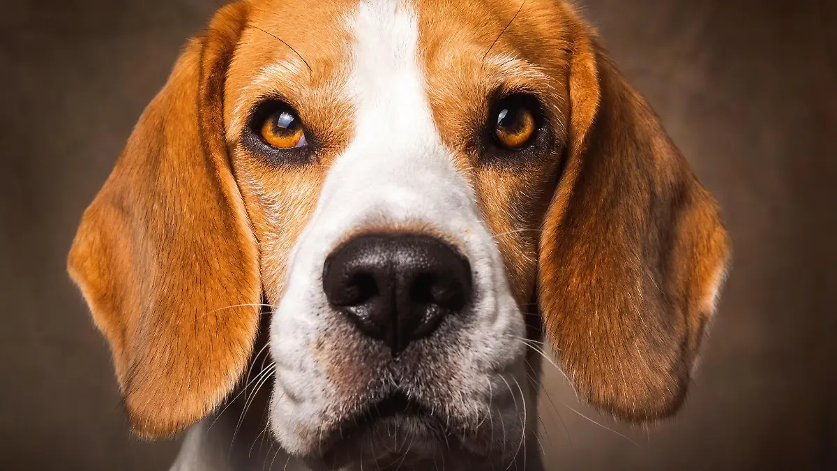 beagle-t13335