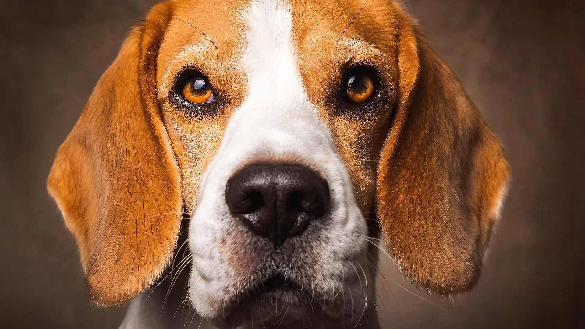 beagle-t13335