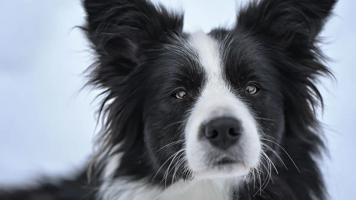 border-collie-t13368