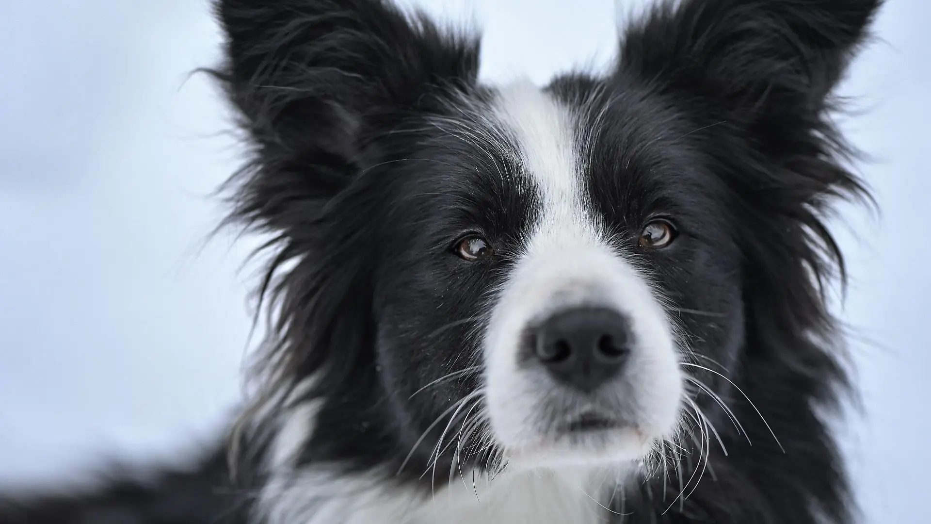 border-collie-t13368