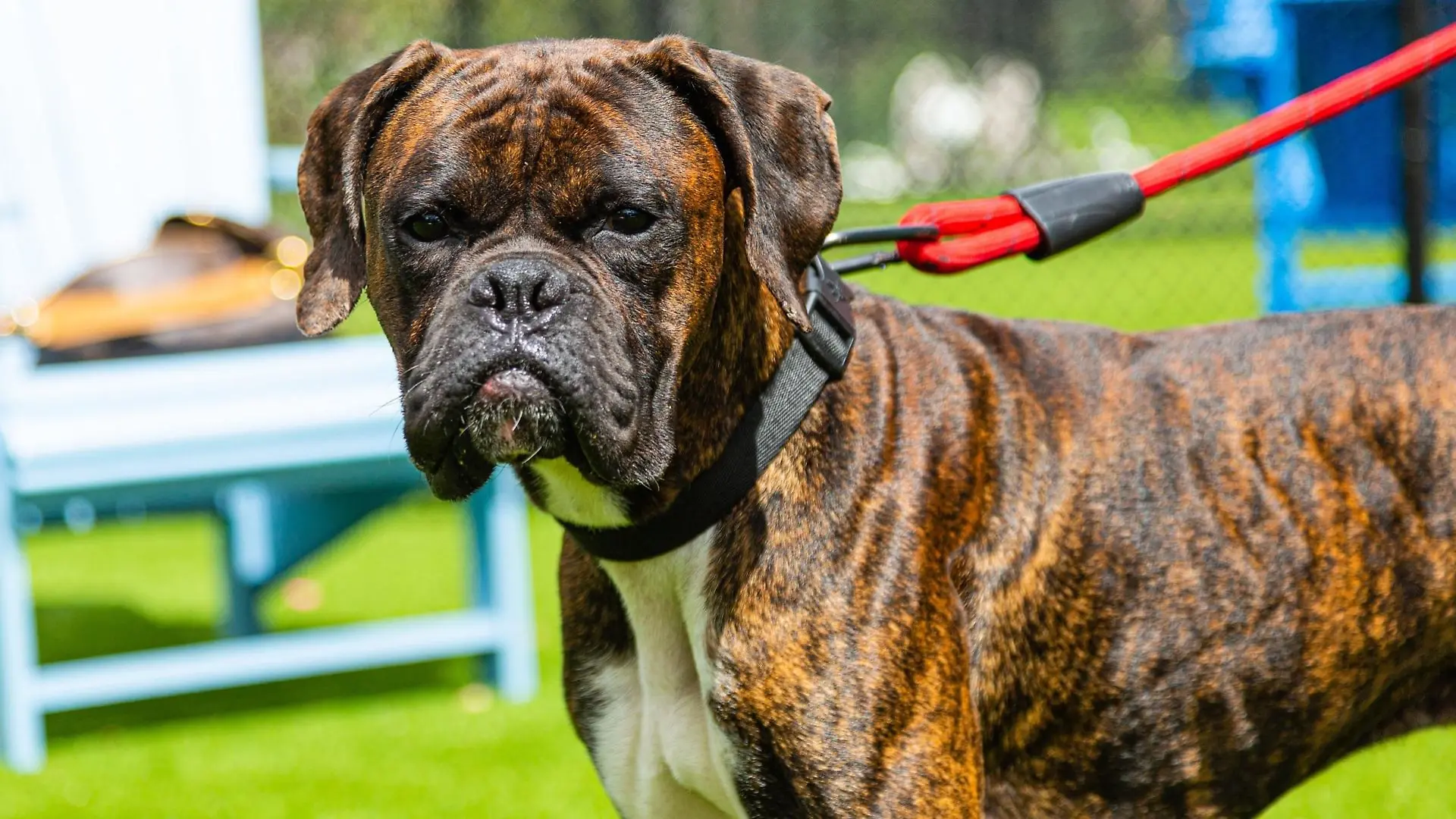 boxer-hund-t13371