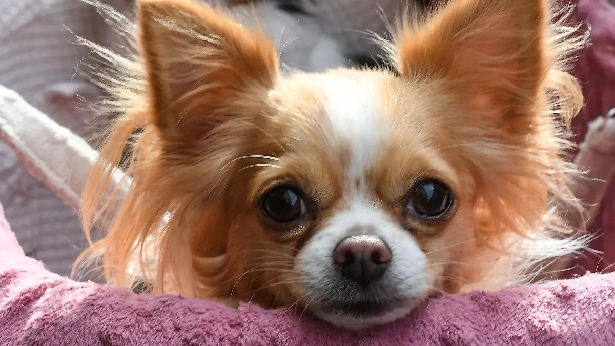 chihuahua-t13398