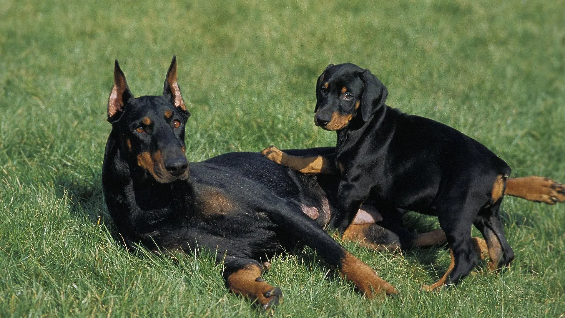 dobermann-t13452