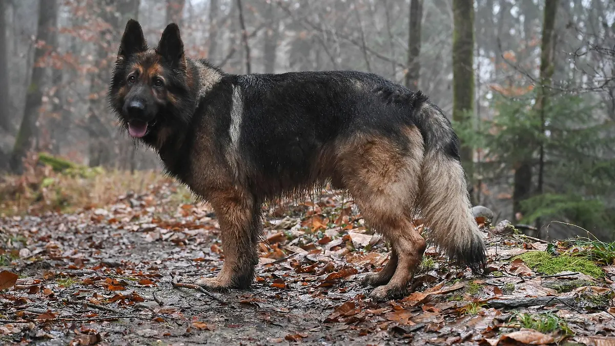 deutscher-schaeferhund-t13443