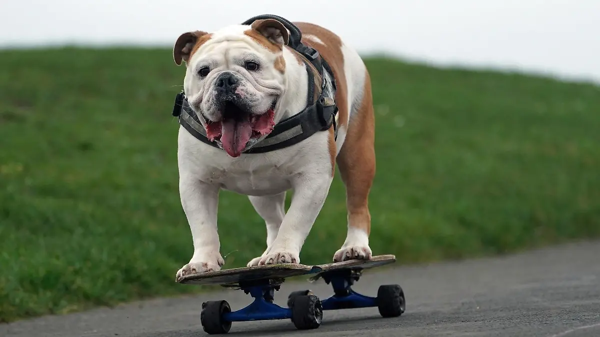 englische-bulldogge-t13482
