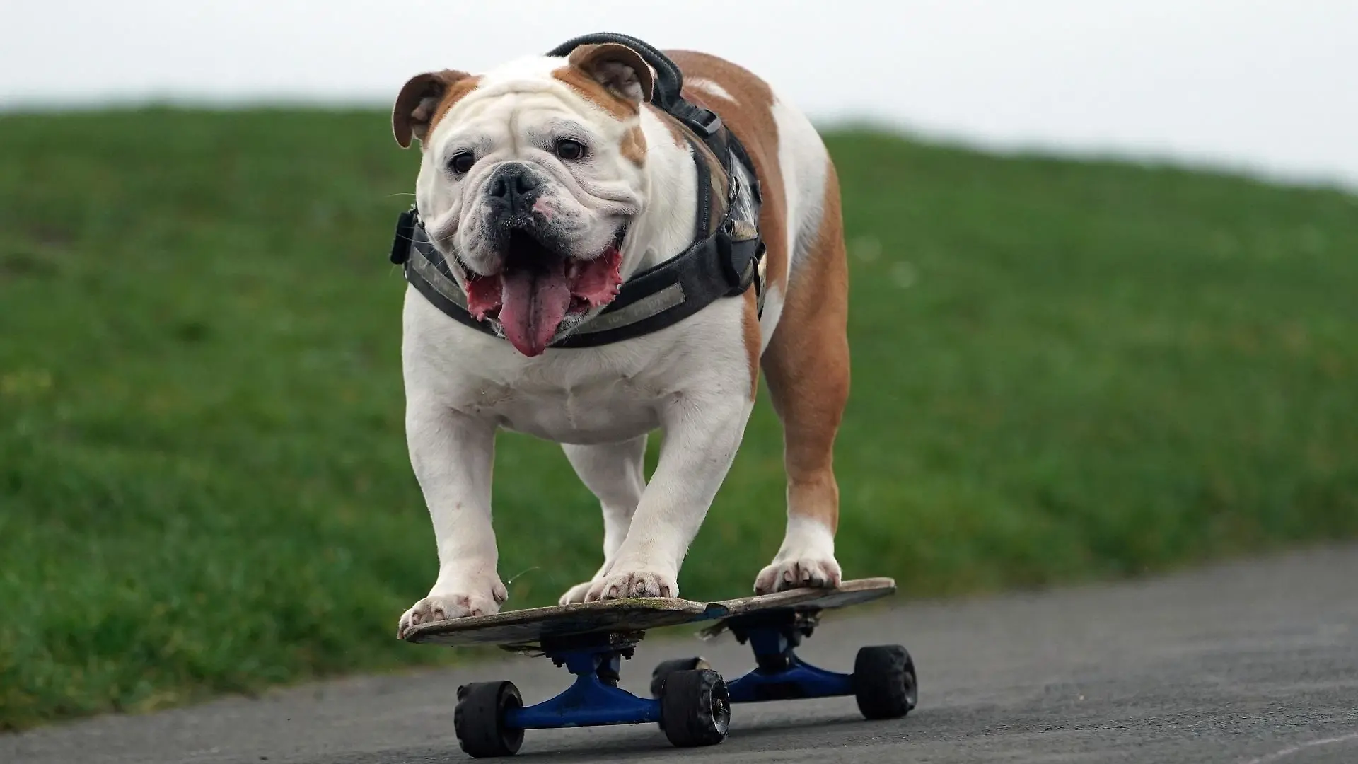 englische-bulldogge-t13482