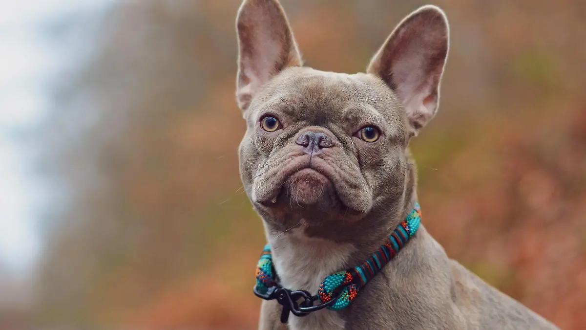 Franzsische Bulldogge: Alle News & Infos