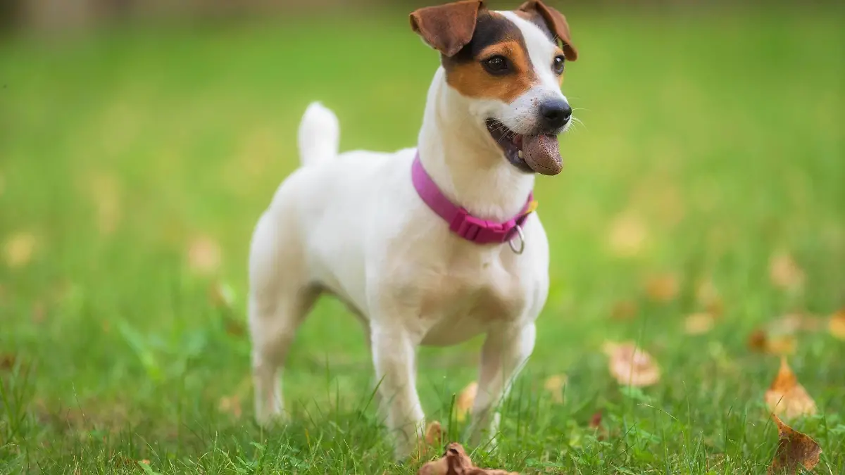 jack-russell-terrier-t13653