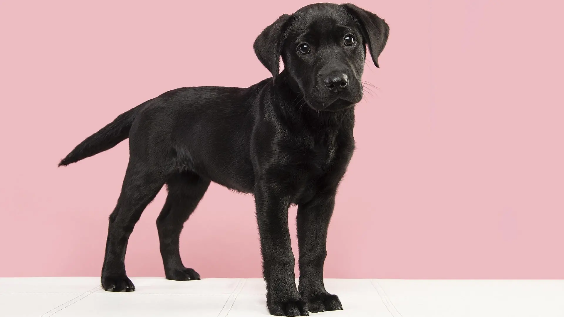labrador-t13722