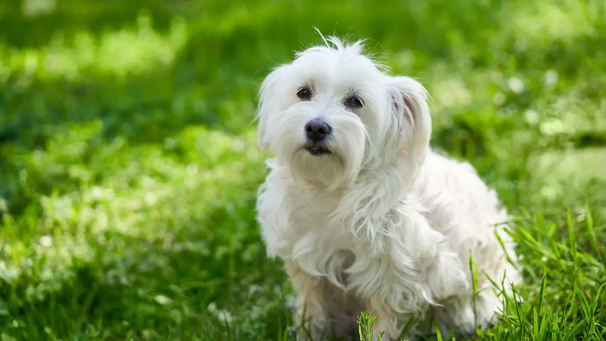 malteser-hund-t13737