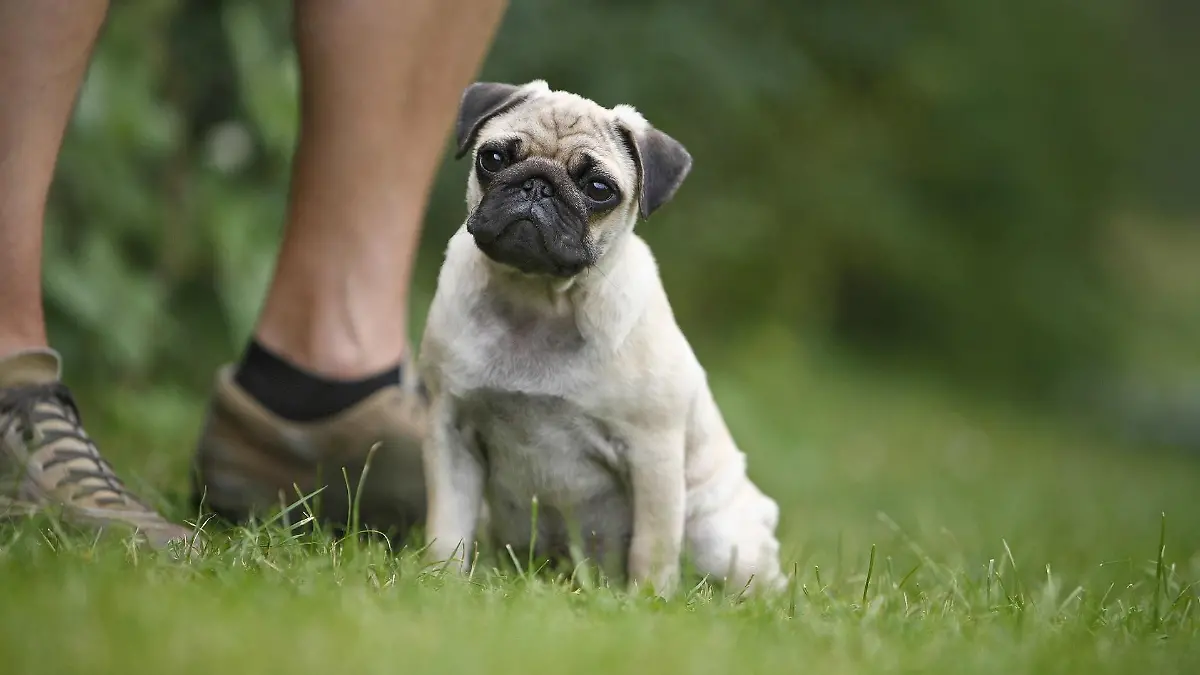 mops-t13779