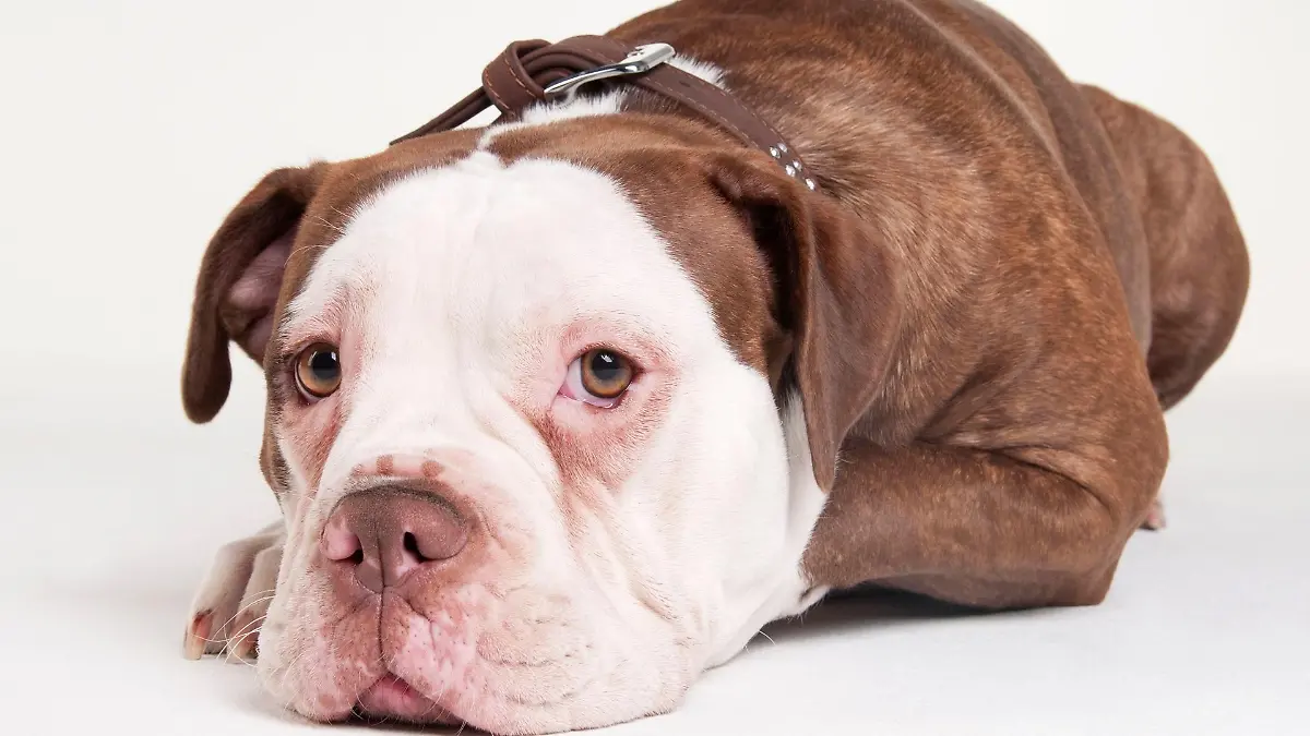 old-english-bulldog-t13800
