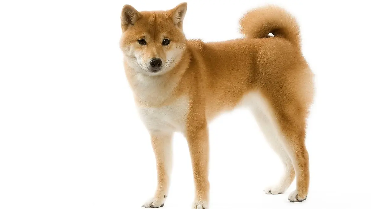 shiba-inu-t13854