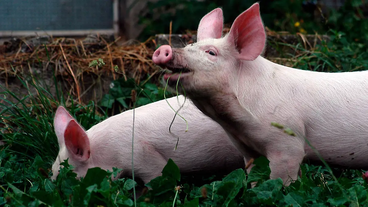 schweine-t13851