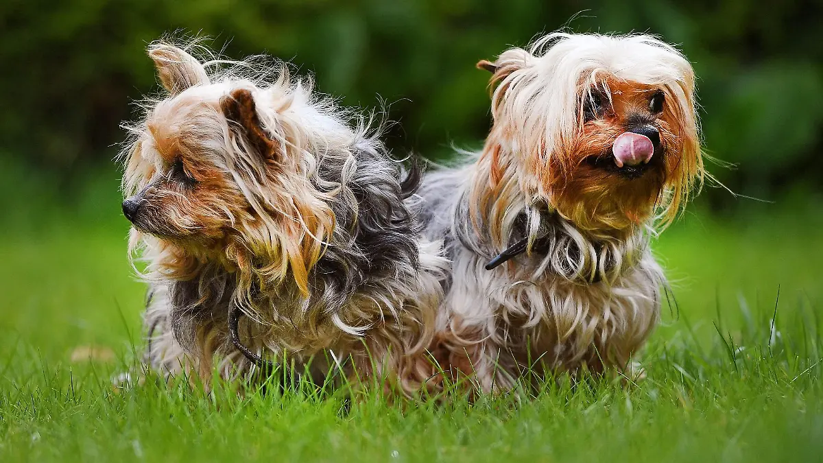 shih-tzu-t13857