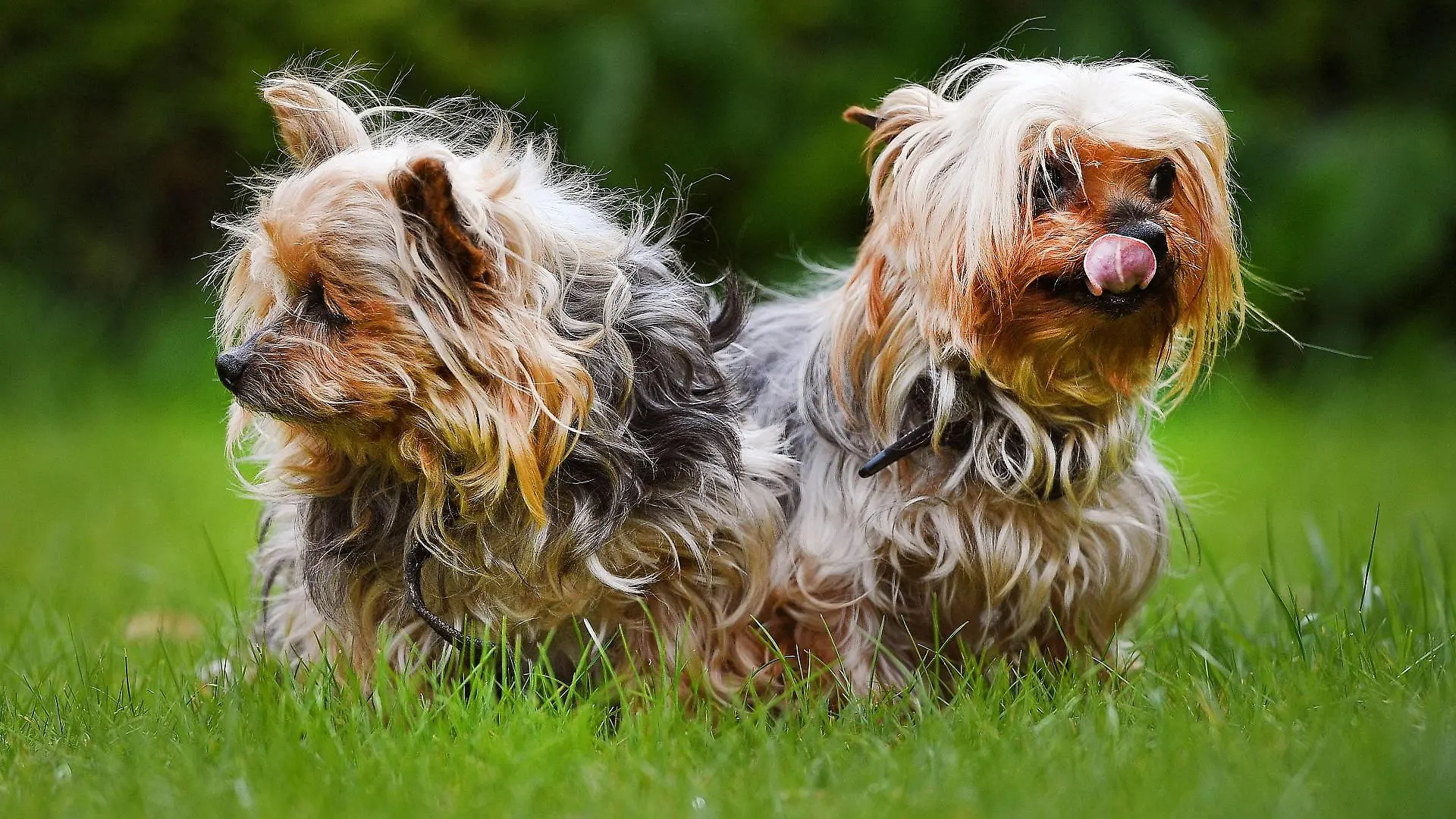 shih-tzu-t13857