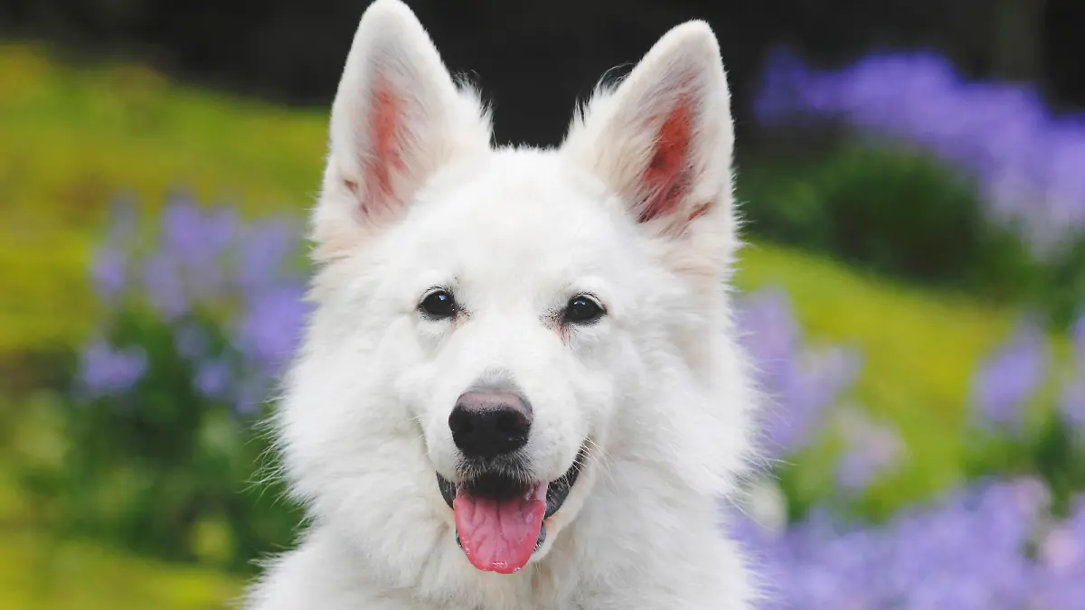 weisser-schaeferhund-t13911