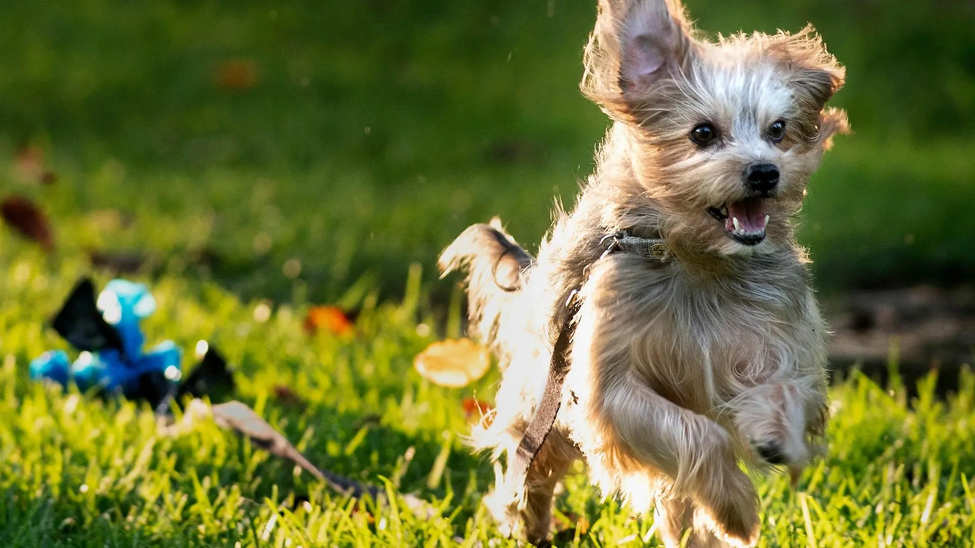 yorkshire-terrier-t13923