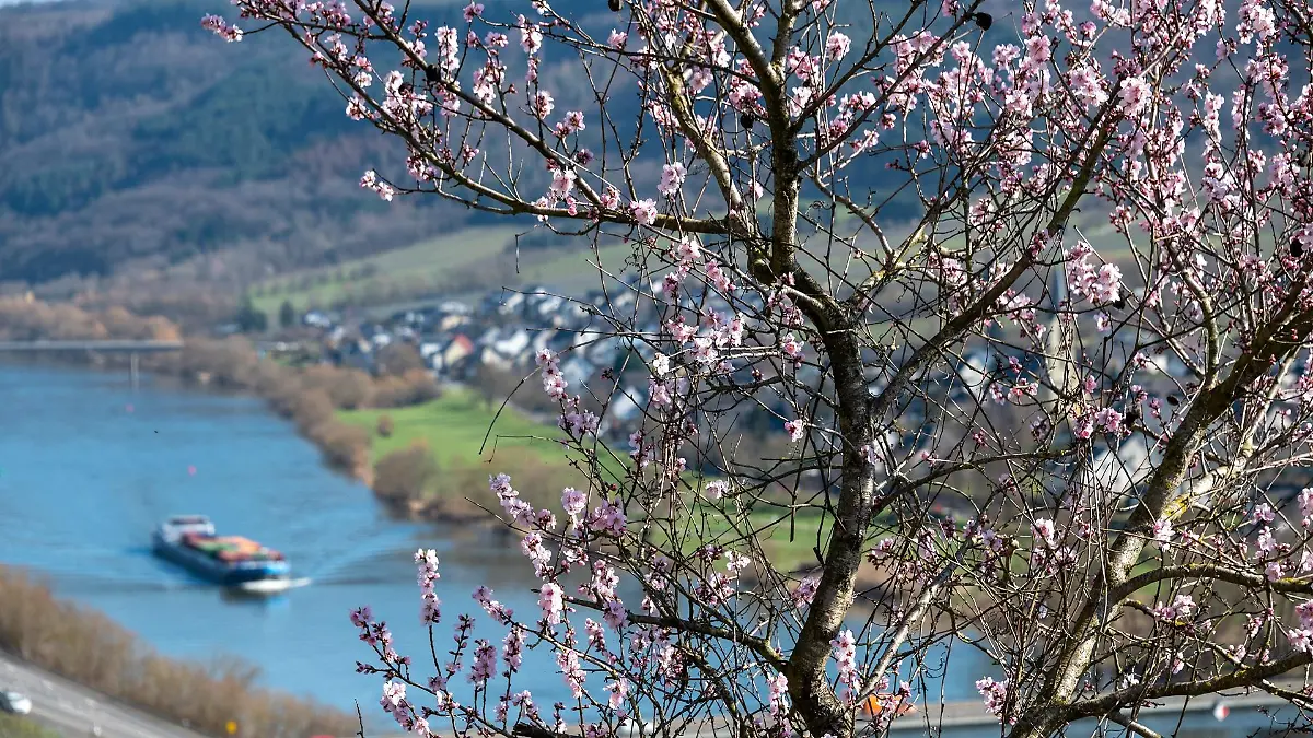 mosel-t14397