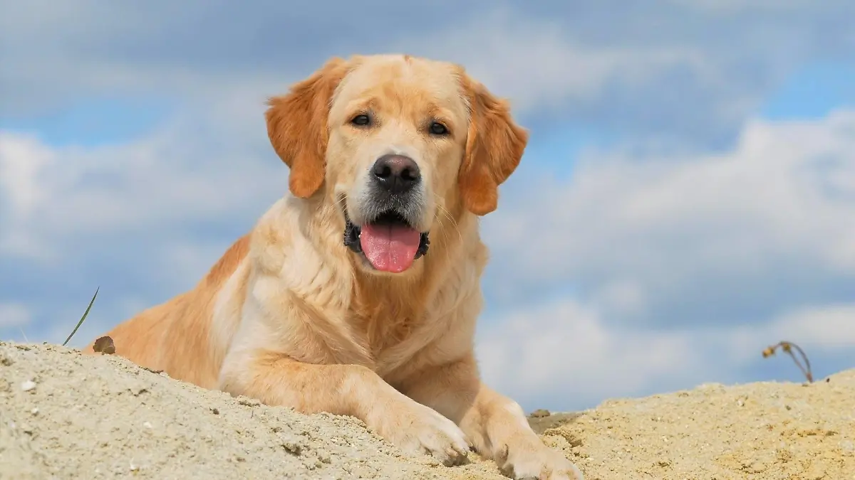 hundegesundheit-t15557