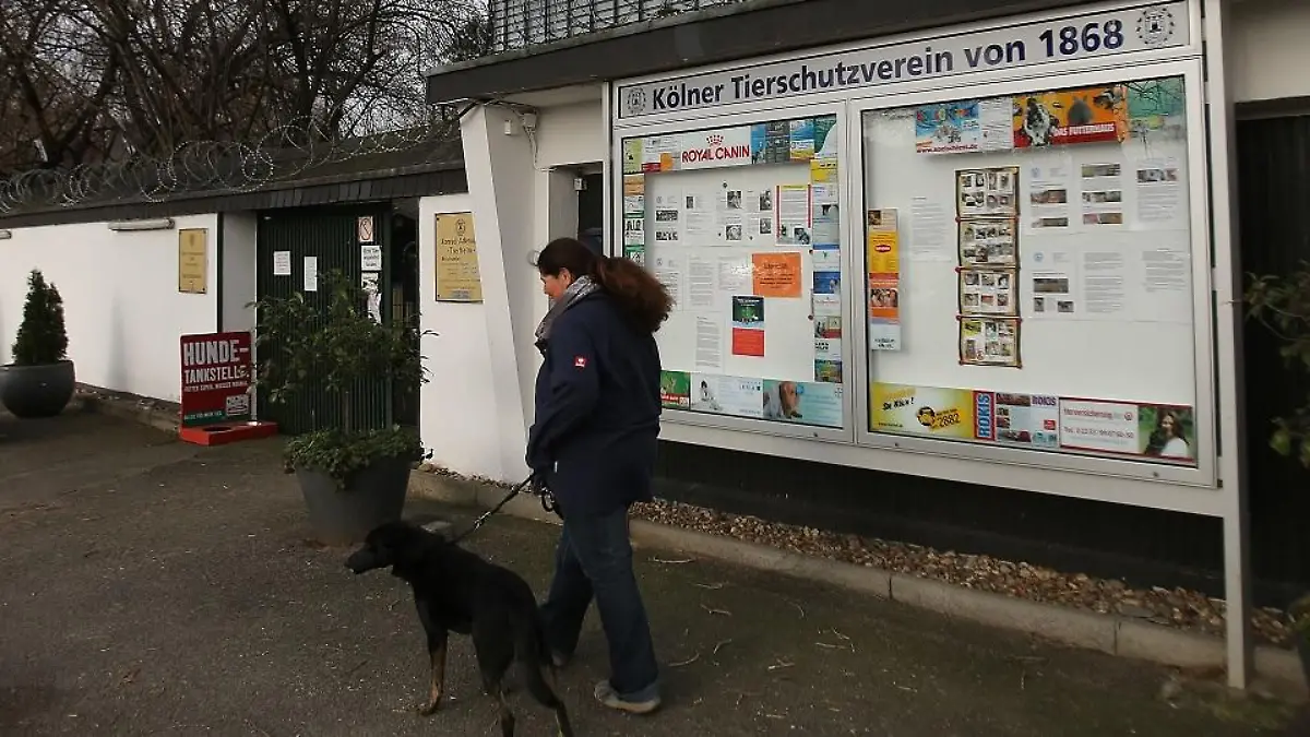 tierheim-koeln-zollstock-t16045