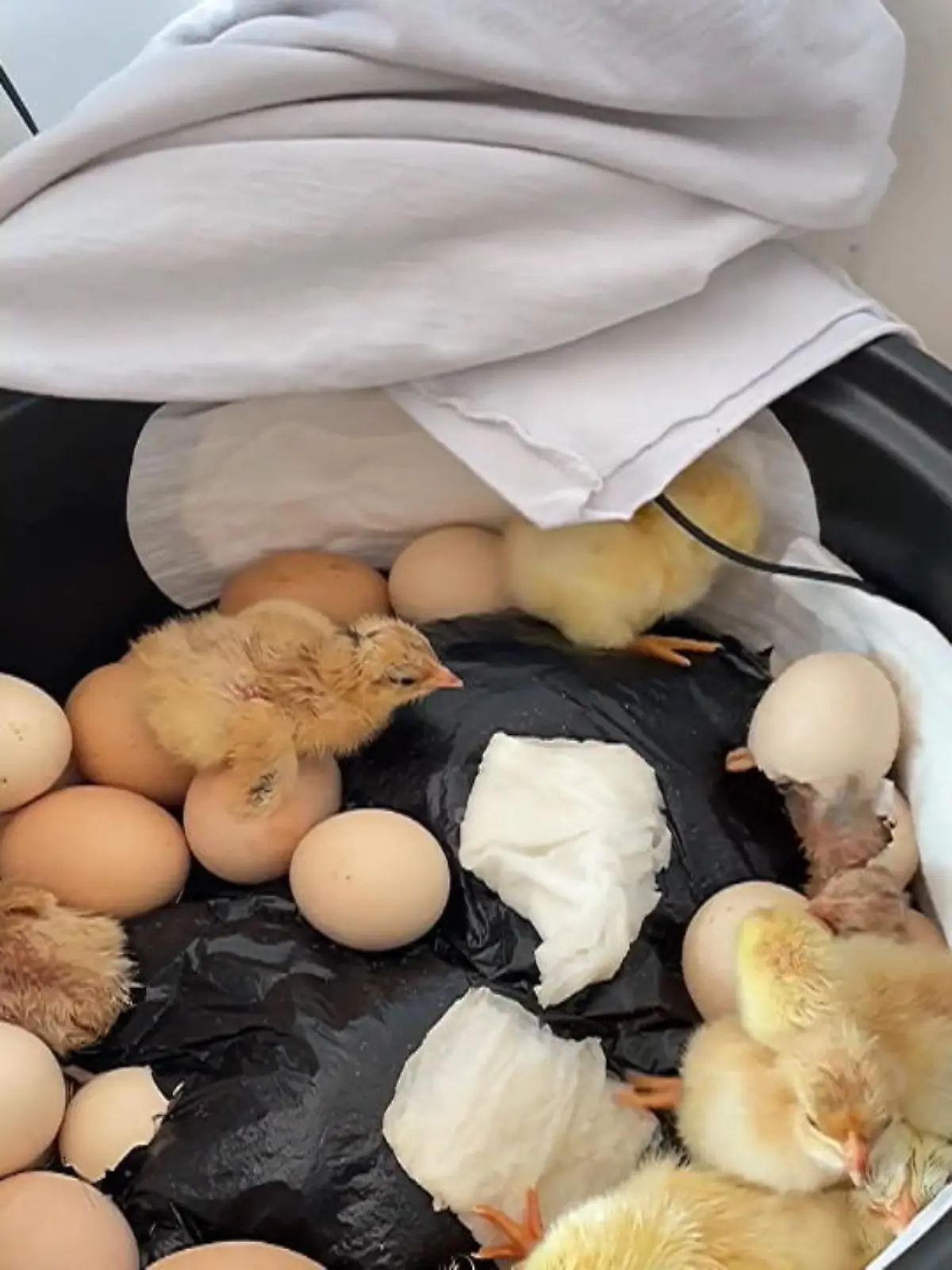 Dieses Gerät ist nicht nur für perfekten Reis geeignet: In China hat eine Frau einen Reiskocher umfunktioniert – und ihn als Inkubator genutzt, um Küken auszubrüten. Wir zeigen ihre improvisierte Methode im Video.