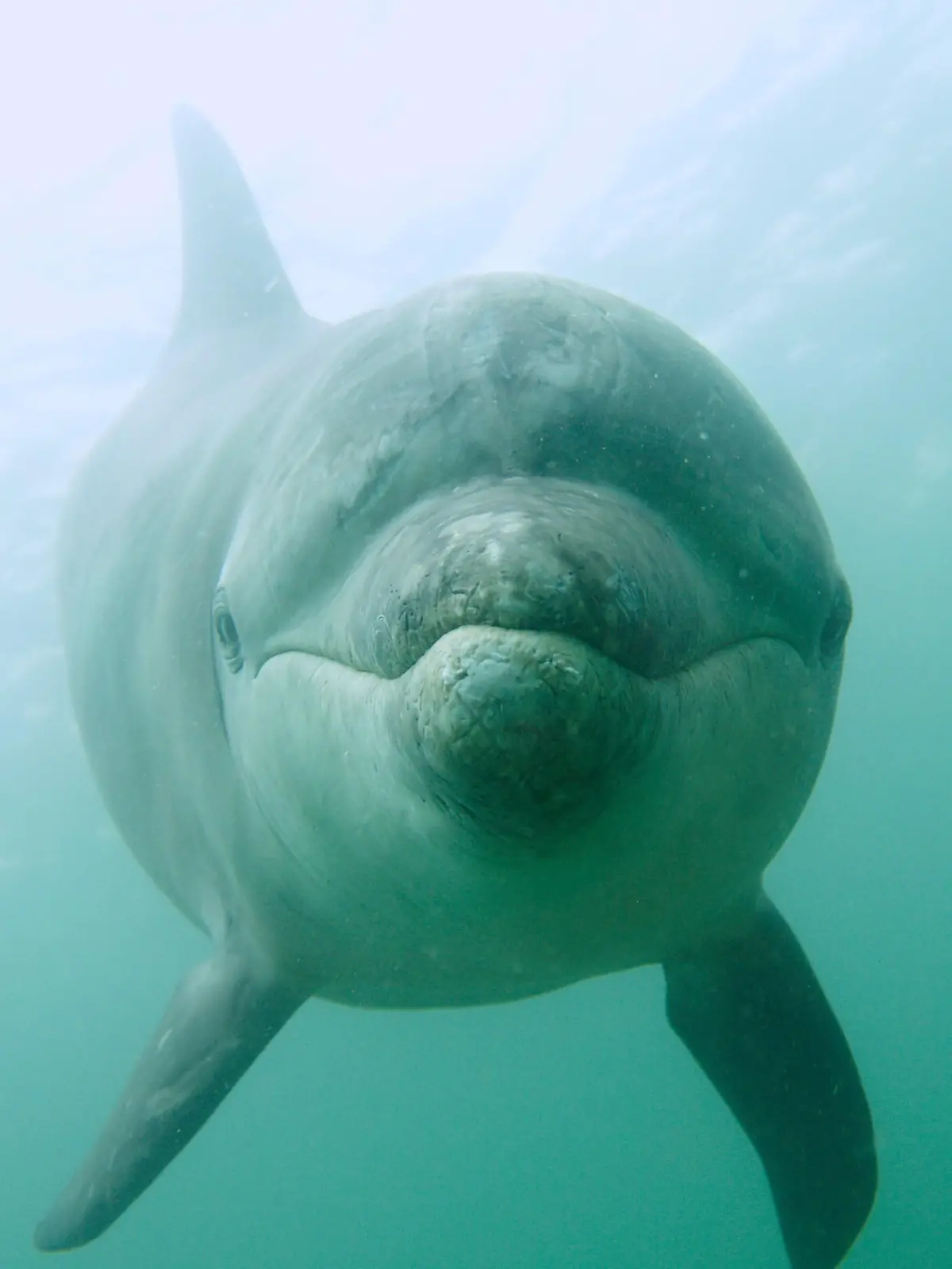Normalerweise leben Delfine in Familien oder großen Gruppen. Einzeltiere wie dieser Große Tümmler (Tursiops truncatus) nennt man Solitärdelfine.