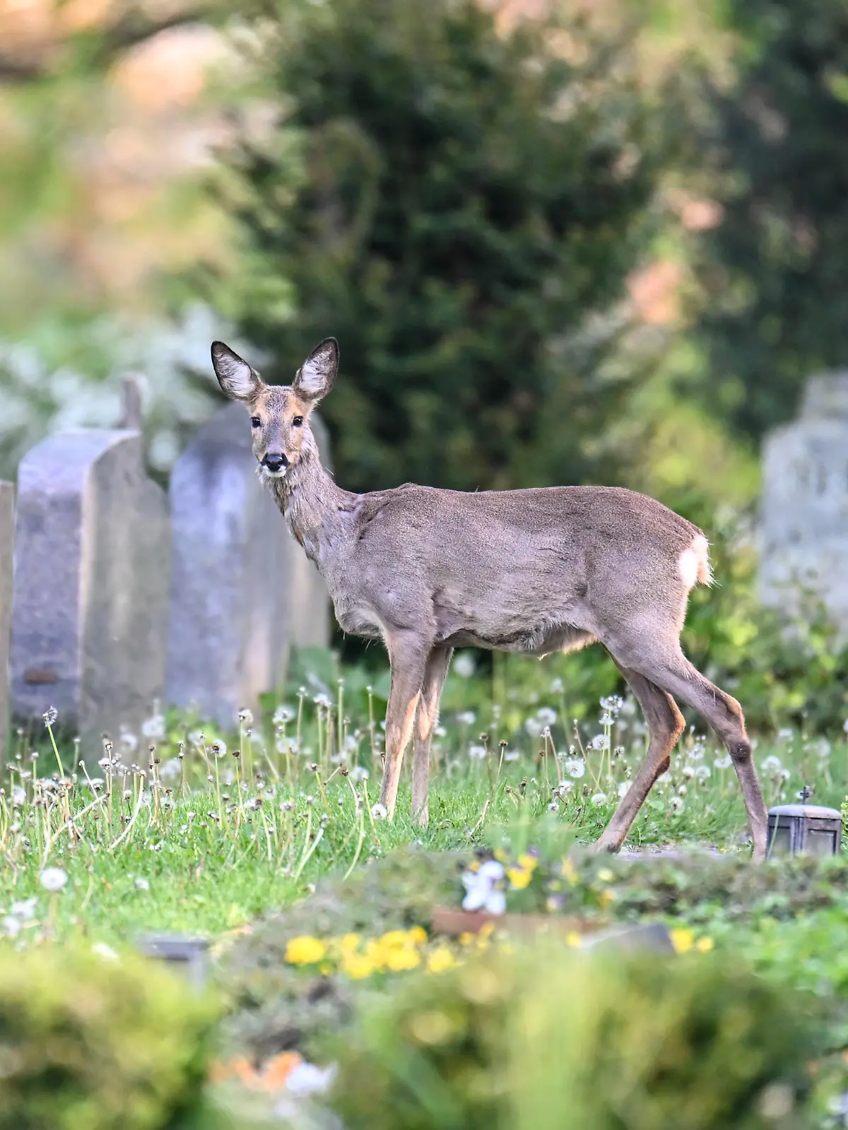 Ein Reh steht zwischen Gräbern auf einem Friedhof.