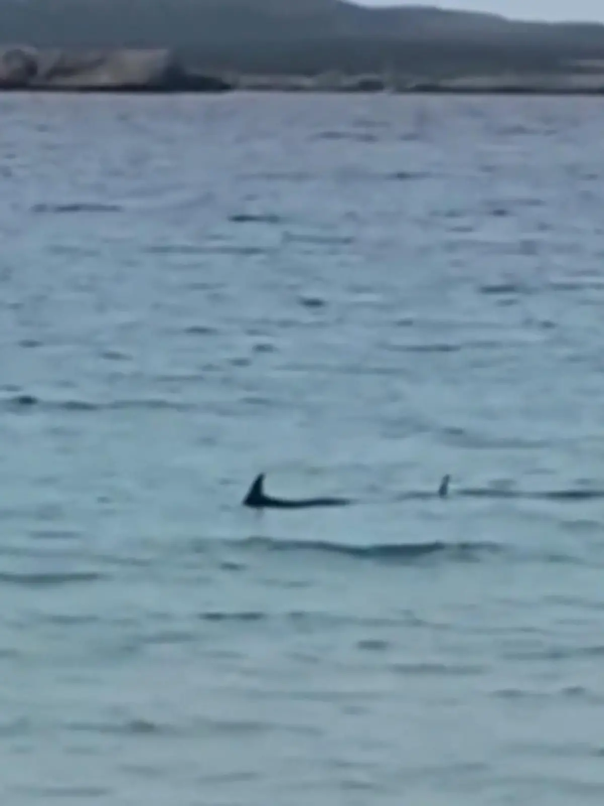 Vor der Baleareninsel haben Rettungsschwimmer einen Blauhai gesichtet. Um Anwohner und Urlauber zu schützen wurde der Strand gesperrt. Es ist nicht das erste Mal, dass sich eines der Tiere in Strandnähe verirrt. Normalerweise sind Blauhaie eher in küstenfernen Gegenden im Mittelmeer unterwegs.