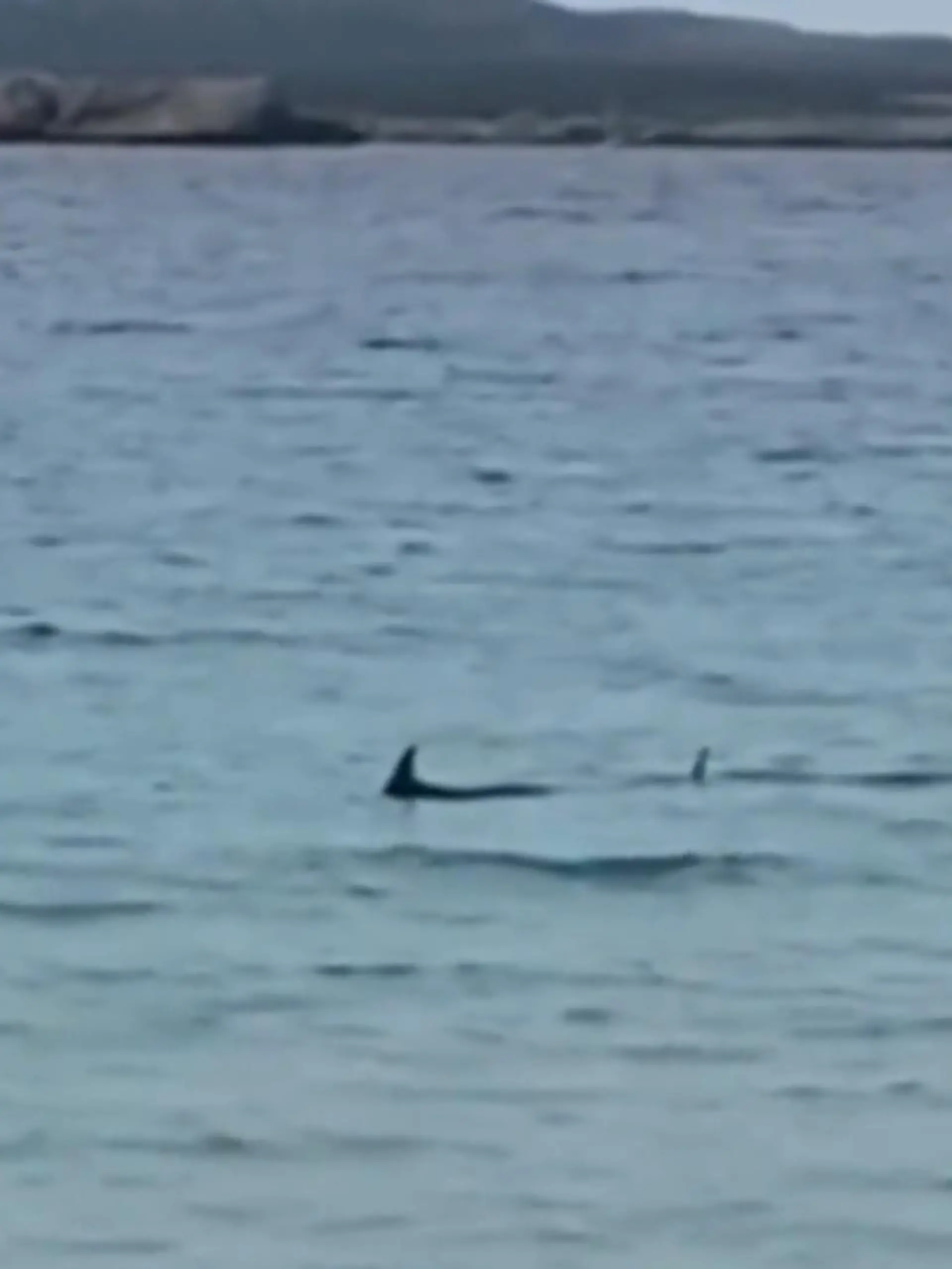 Vor der Baleareninsel haben Rettungsschwimmer einen Blauhai gesichtet. Um Anwohner und Urlauber zu schützen wurde der Strand gesperrt. Es ist nicht das erste Mal, dass sich eines der Tiere in Strandnähe verirrt. Normalerweise sind Blauhaie eher in küstenfernen Gegenden im Mittelmeer unterwegs.