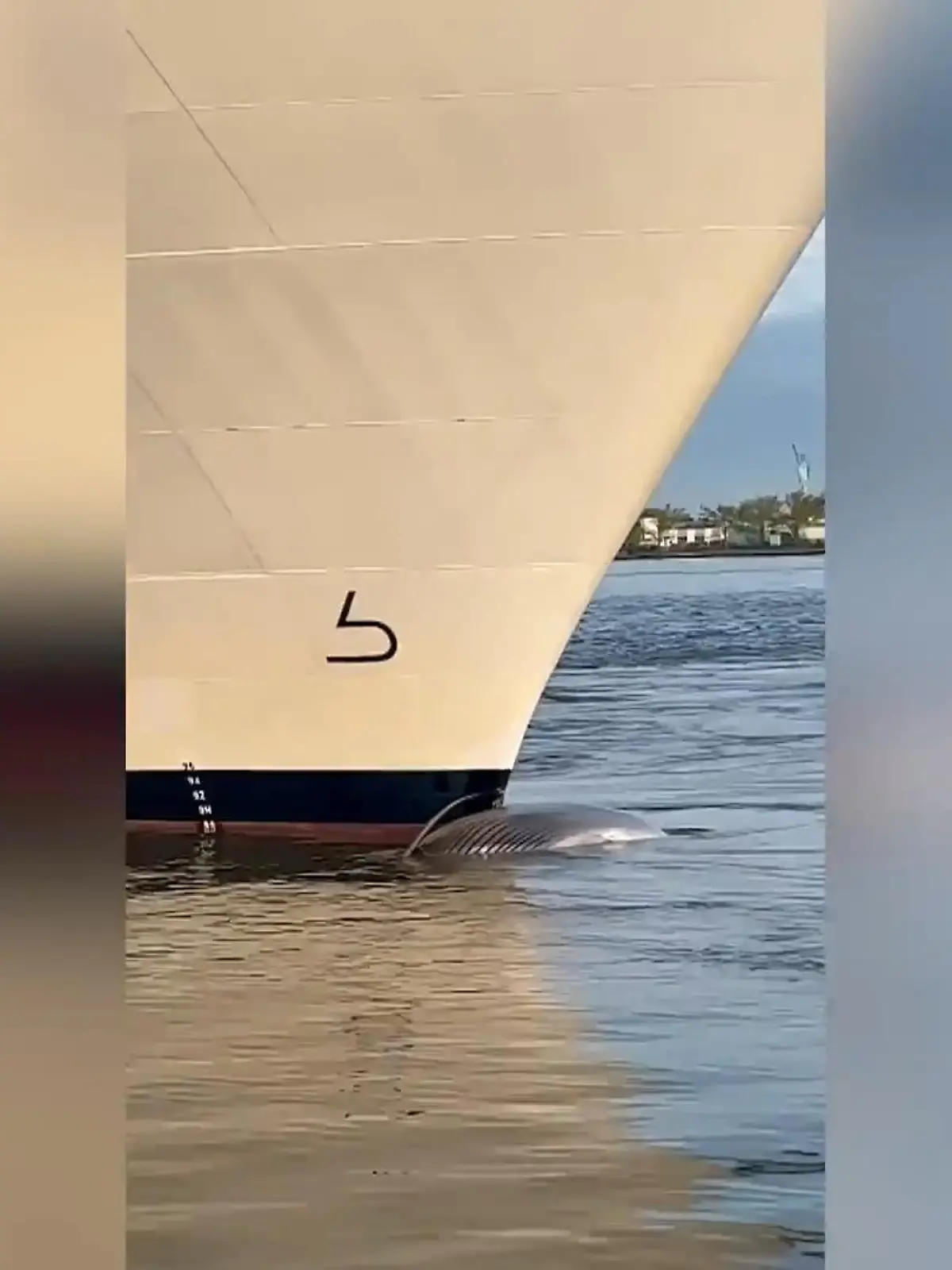 Ein Kreuzfahrtschiff fährt in den New Yorker Hafen ein. Unter seinem Bug: Ein schrecklicher Fund - der 13 Meter lange Kadaver Seiwals. Besonders tragisch: Die Wale sind eine bedrohte Tierart.
Die tragischen Aufnahmen seht ihr im Video.