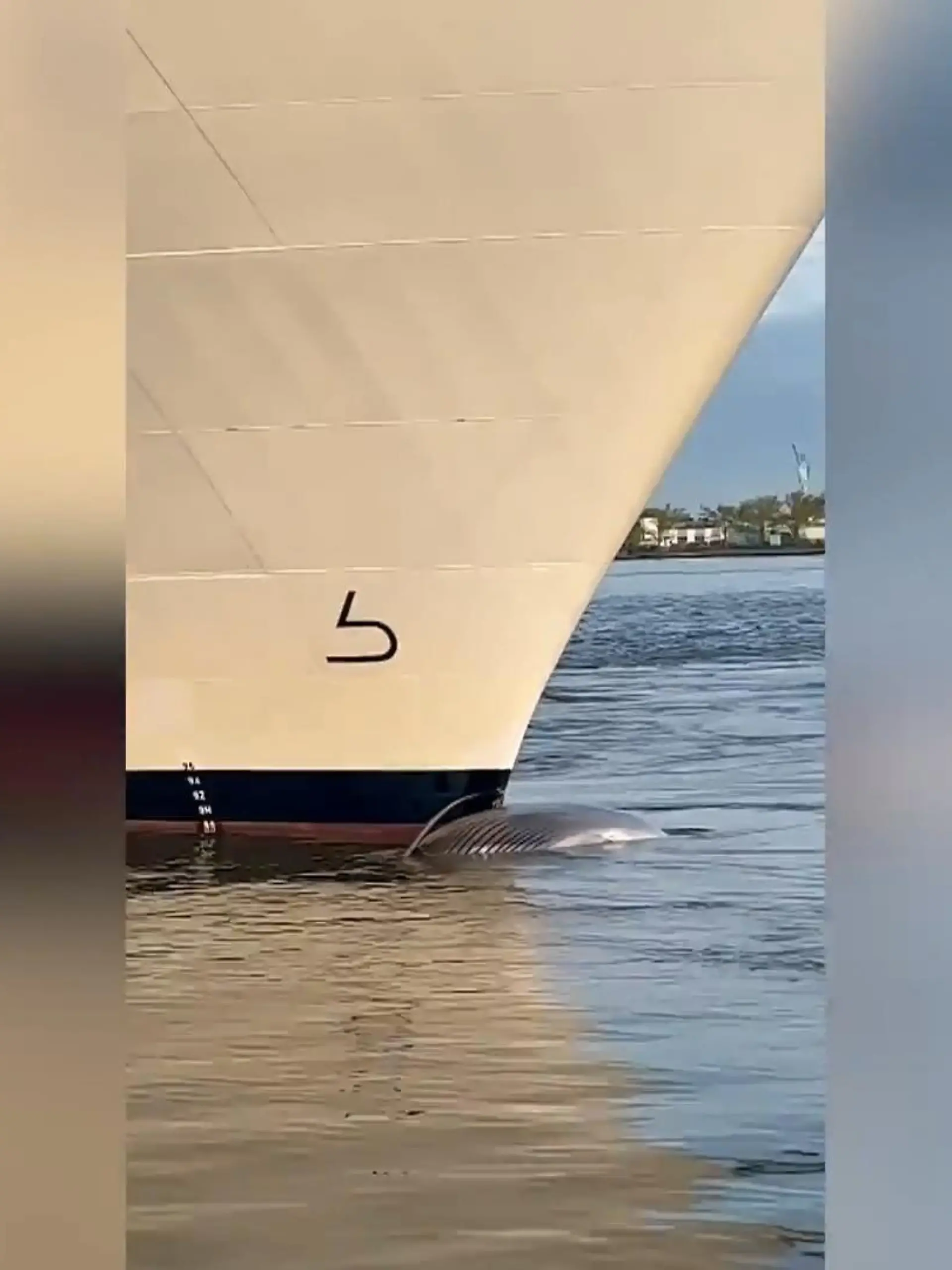 Ein Kreuzfahrtschiff fährt in den New Yorker Hafen ein. Unter seinem Bug: Ein schrecklicher Fund - der 13 Meter lange Kadaver Seiwals. Besonders tragisch: Die Wale sind eine bedrohte Tierart.
Die tragischen Aufnahmen seht ihr im Video.