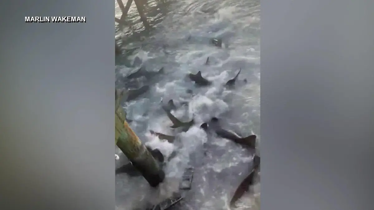 Im Yachthafen auf den Bahamas tummeln sich Dutzende Karibische Riffhaie, die bis zu drei Meter lang werden können.