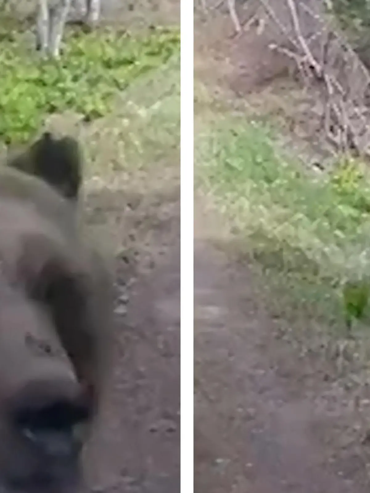 Zwei Männer sind in einem Waldstück unterwegs, als ein Bär sie plötzlich angreift. Warum das Tier so reagiert hat, erfahrt ihr im Video!
