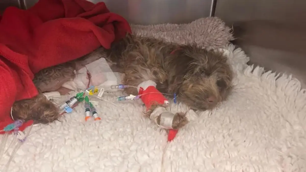 Ein verletzter Hund.