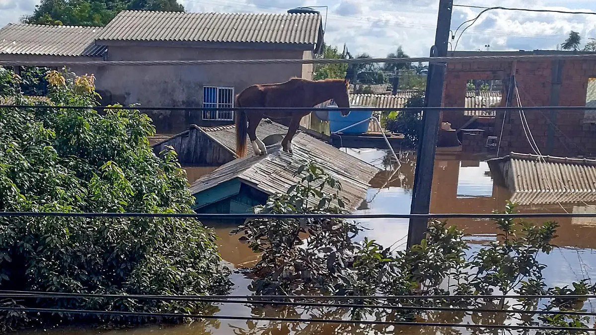 HANDOUT - 10.05.2024, Brasilien, Canoas: Auf diesem von der Feuerwehr von Rio Grande do Sul zur Verfügung gestellten Bild steht ein Pferd auf einem Dach umgeben vom Hochwasser. Lokale Medien berichteten vom tapferen Pferd, das laut diesen Angaben vier Tage lang auf dem Dach ausharrte und in sozialen Netzwerken «Caramelo» getauft wurde. «Caramelo» konnte von der Feuerwehr gerettet werden. Foto: ---/Corpo Bombeiros Rio Grande do Sul/dpa - ACHTUNG: Nur zur redaktionellen Verwendung im Zusammenhang mit der aktuellen Berichterstattung und nur mit vollständiger Nennung des vorstehenden Credits +++ dpa-Bildfunk +++