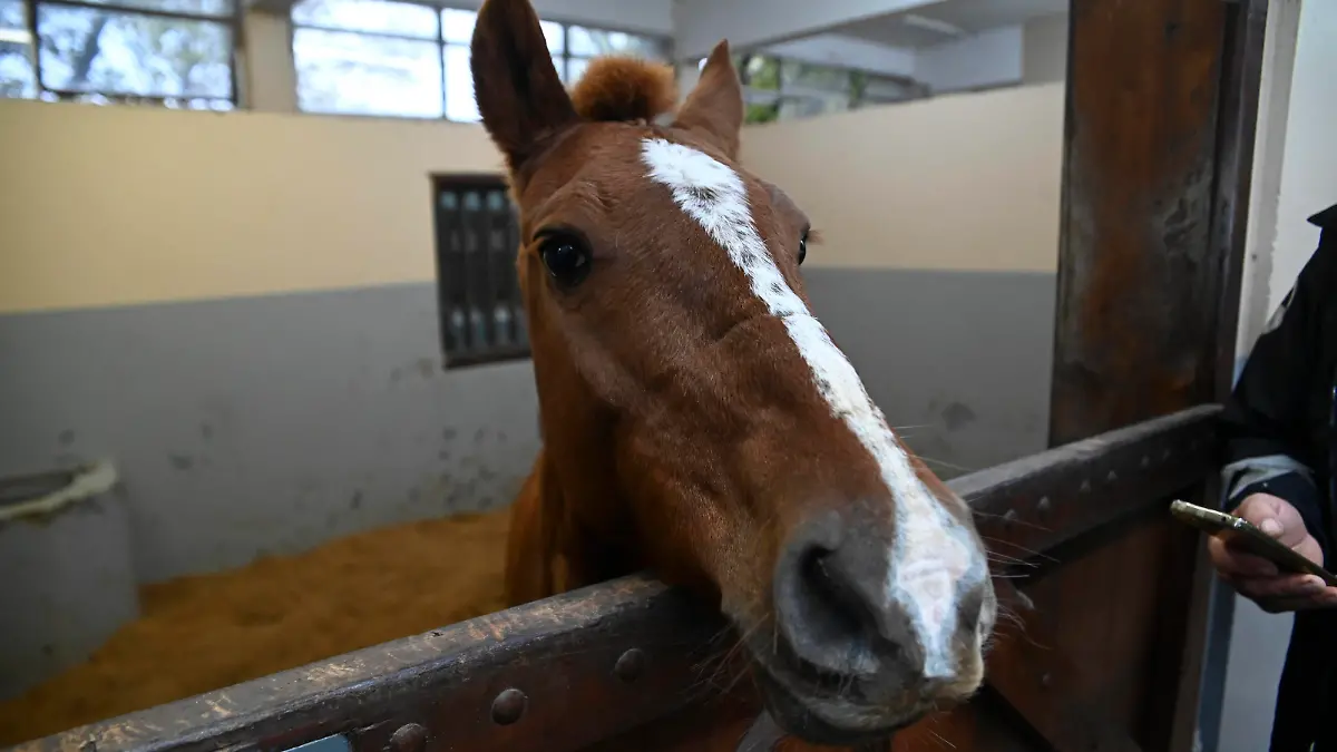 CANOAS, RS - 10.05.2024: INUNDAÇÃO CANOAS RIO GRANDE DO SUL - Photo, Caramelo Horse rescued from the roof. This Friday 10 the city of Canoas in Rio Grande do Sul continues to have several streets completely flooded, animal rescues being carried out by volunteers and a shelter at ULBRA University with more than 6 thousand people. x2536070x PUBLICATIONxNOTxINxBRA TonxMolina