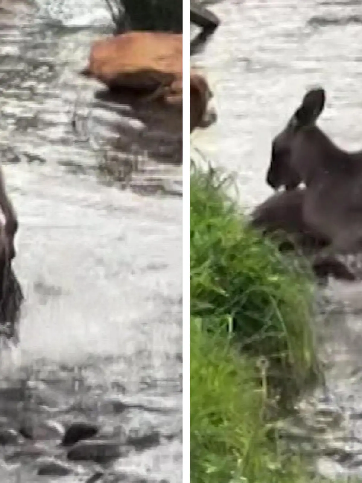 Dieser Schock sitzt tief! Als eine Frau mit ihren Hunden unterwegs ist, treffen sie auf ein zunächst ruhiges Känguru – doch plötzlich schnappt sich das Tier einen der Hunde. Die dramatischen Szenen seht ihr im Video.