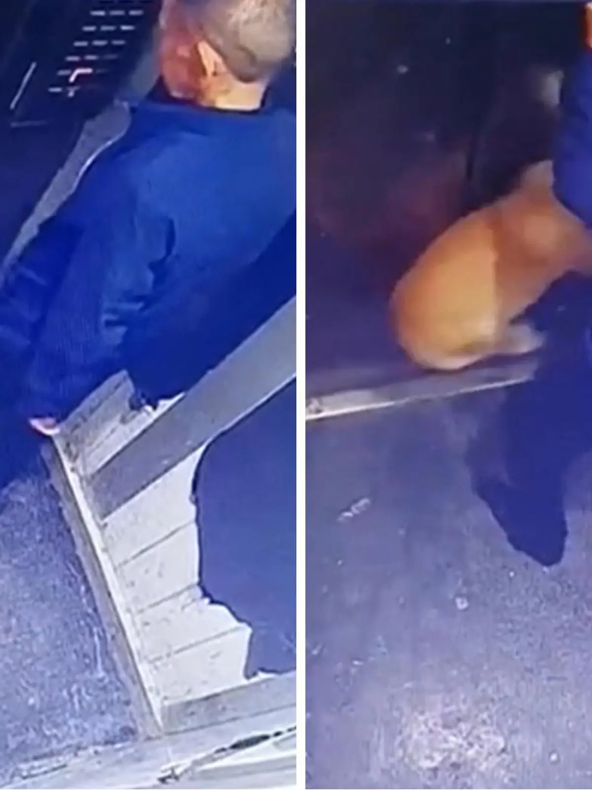 Ein älterer Mann betritt in Chengdu in China mit seinem Hund einen Aufzug. Dann geht plötzlich alles ganz schnell, denn er bemerkt nicht, dass er die Leine zwischen den Türen fallen gelassen hat. Der Hund wird ruckartig nach oben gezogen. Panisch versucht der Mann, seinen Hund zu befreien. Wie ihm das gelingt, zeigen wir euch im Video.