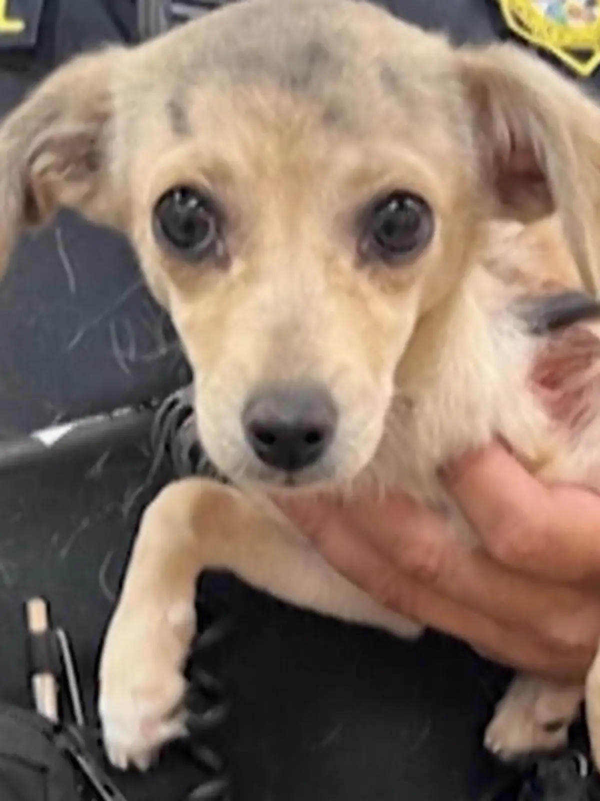 Tier-Retter aus Kalifornien finden diesen vier Monate alten Chihuahua, schwer verletzt und mit einem Pfeil durchbohrt.