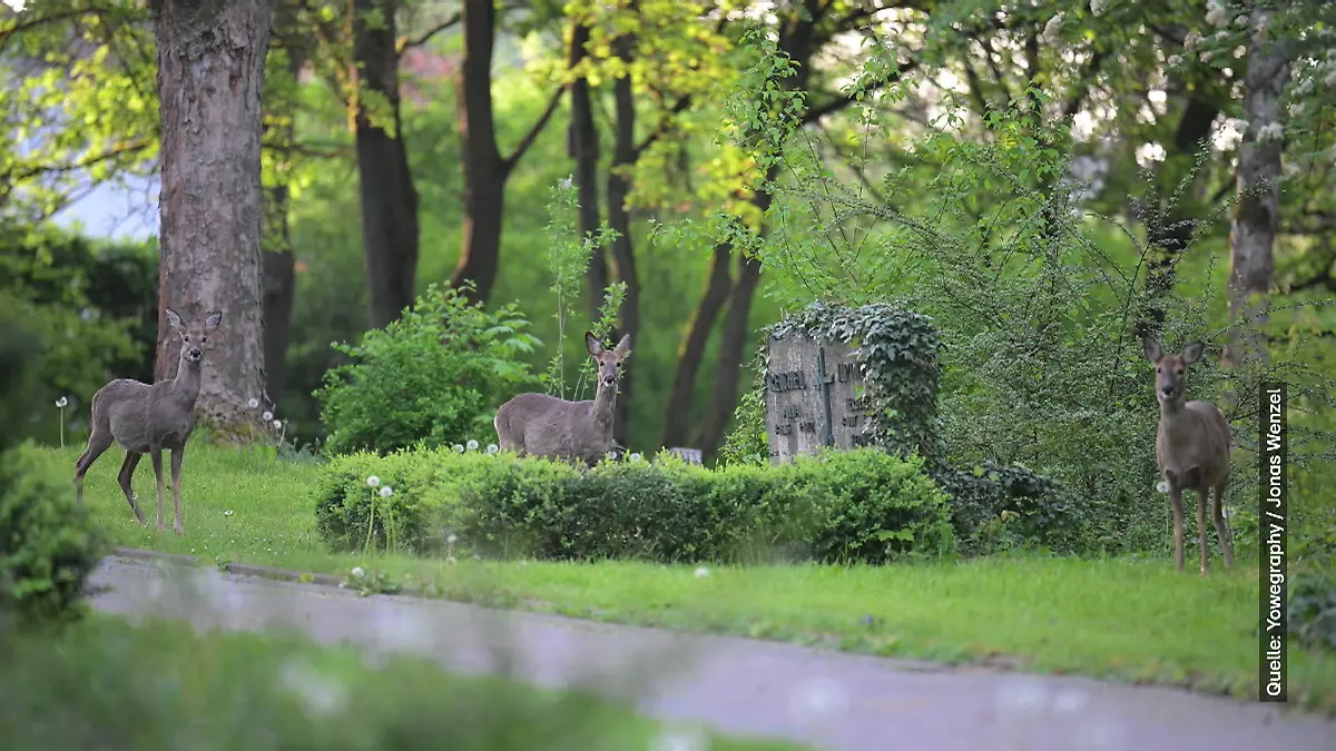 Stadt Fulda gibt Inzucht-Rehe zum Abschuss frei Friedhof wird zum Jagdrevier