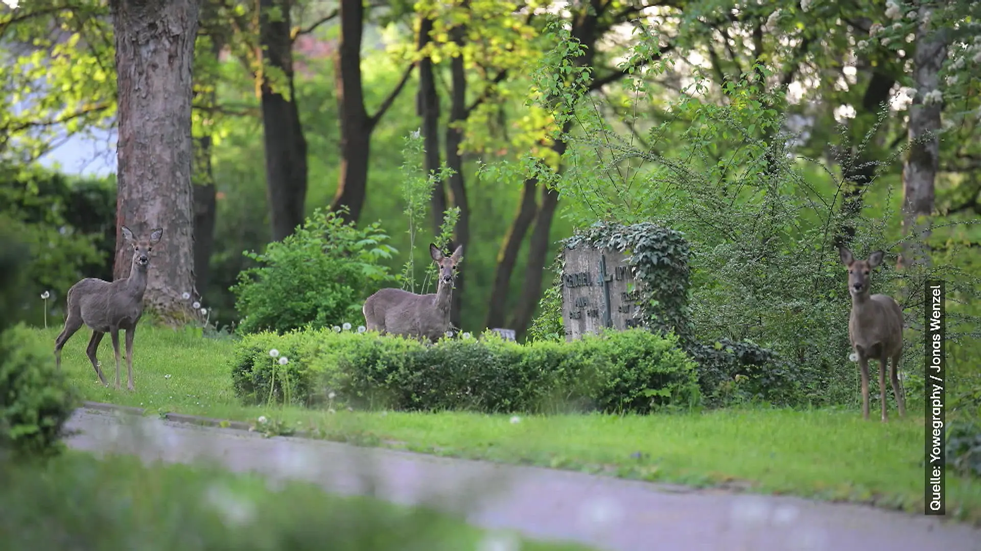Stadt Fulda gibt Inzucht-Rehe zum Abschuss frei Friedhof wird zum Jagdrevier