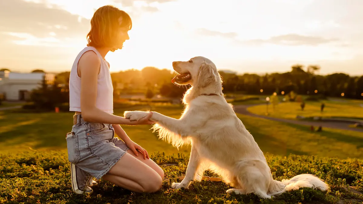 Junge Frau sitzt mit Golden Retriever im Sonnenuntergang und übt das Kommando Pfötchen geben.
