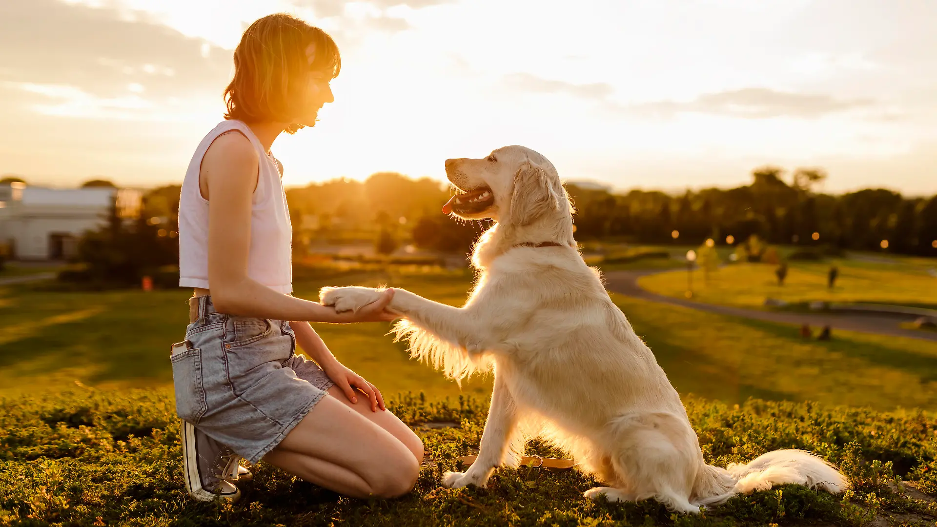Junge Frau sitzt mit Golden Retriever im Sonnenuntergang und übt das Kommando Pfötchen geben.