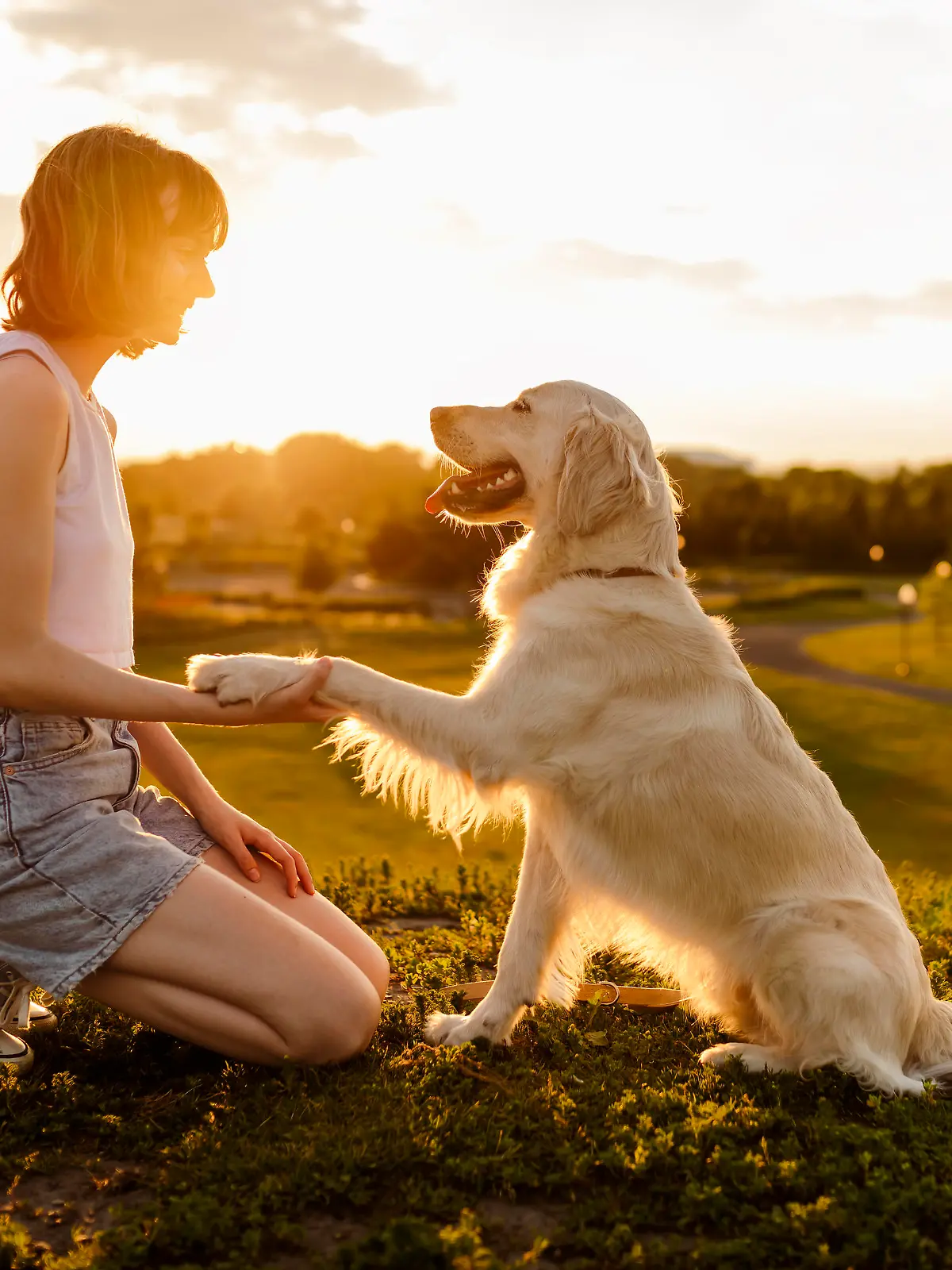 Junge Frau sitzt mit Golden Retriever im Sonnenuntergang und übt das Kommando Pfötchen geben.