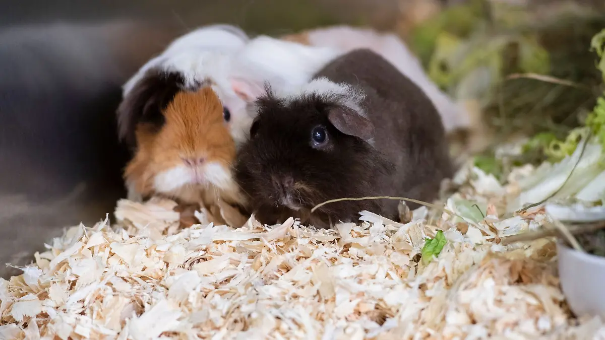Zwei Meerschweinchen sitzen in einer Box.