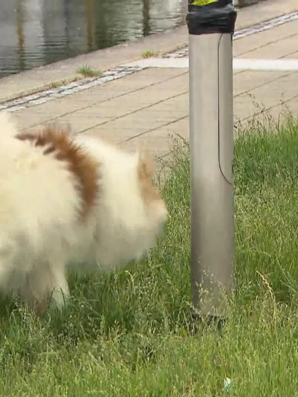 Bild zu: "Hunde-Urin macht Laternen kaputt"