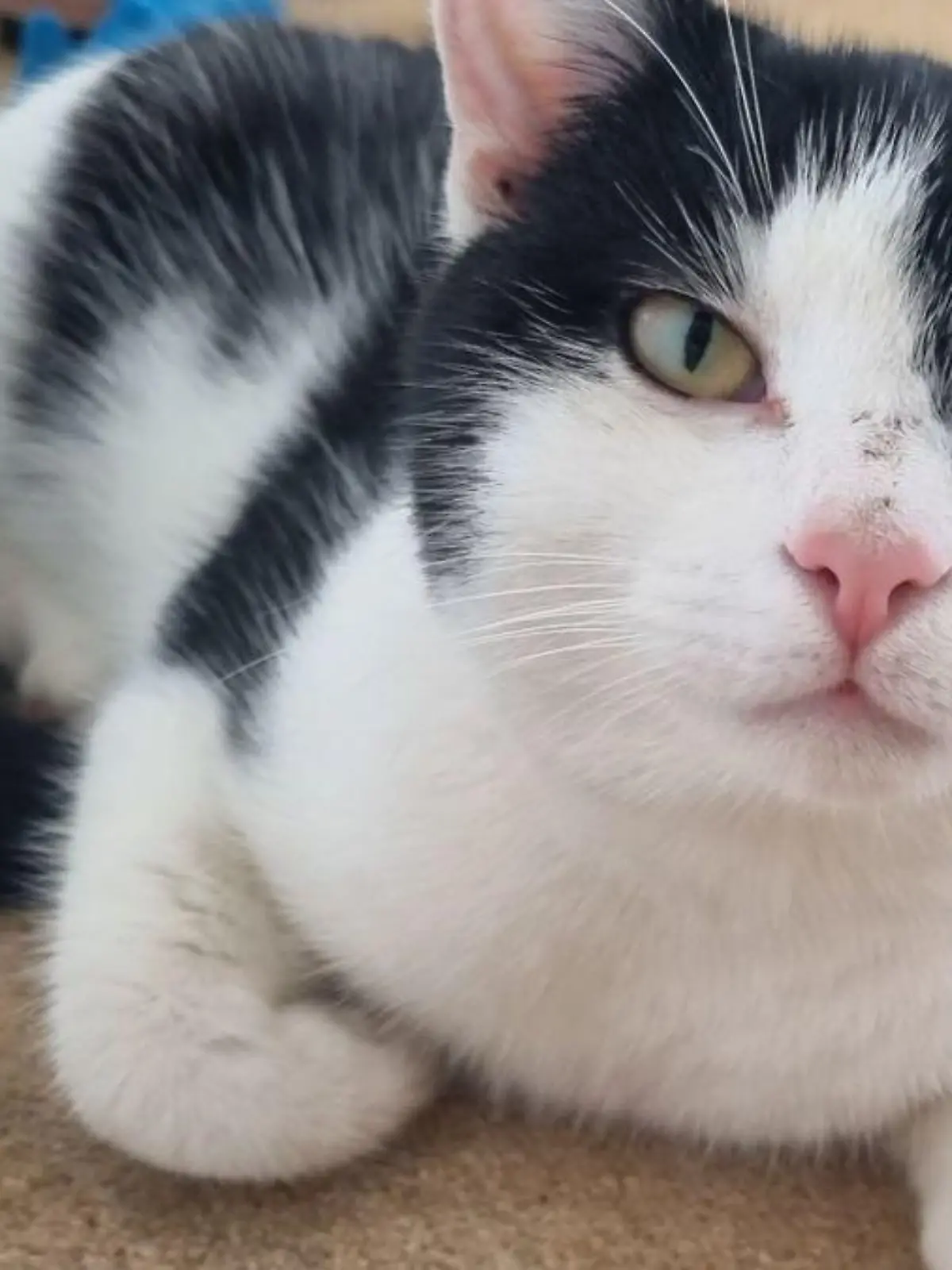 Kater Lucky verschwand, wurde für tot gehalten und spazierte dann einfach wieder durch die Tür.