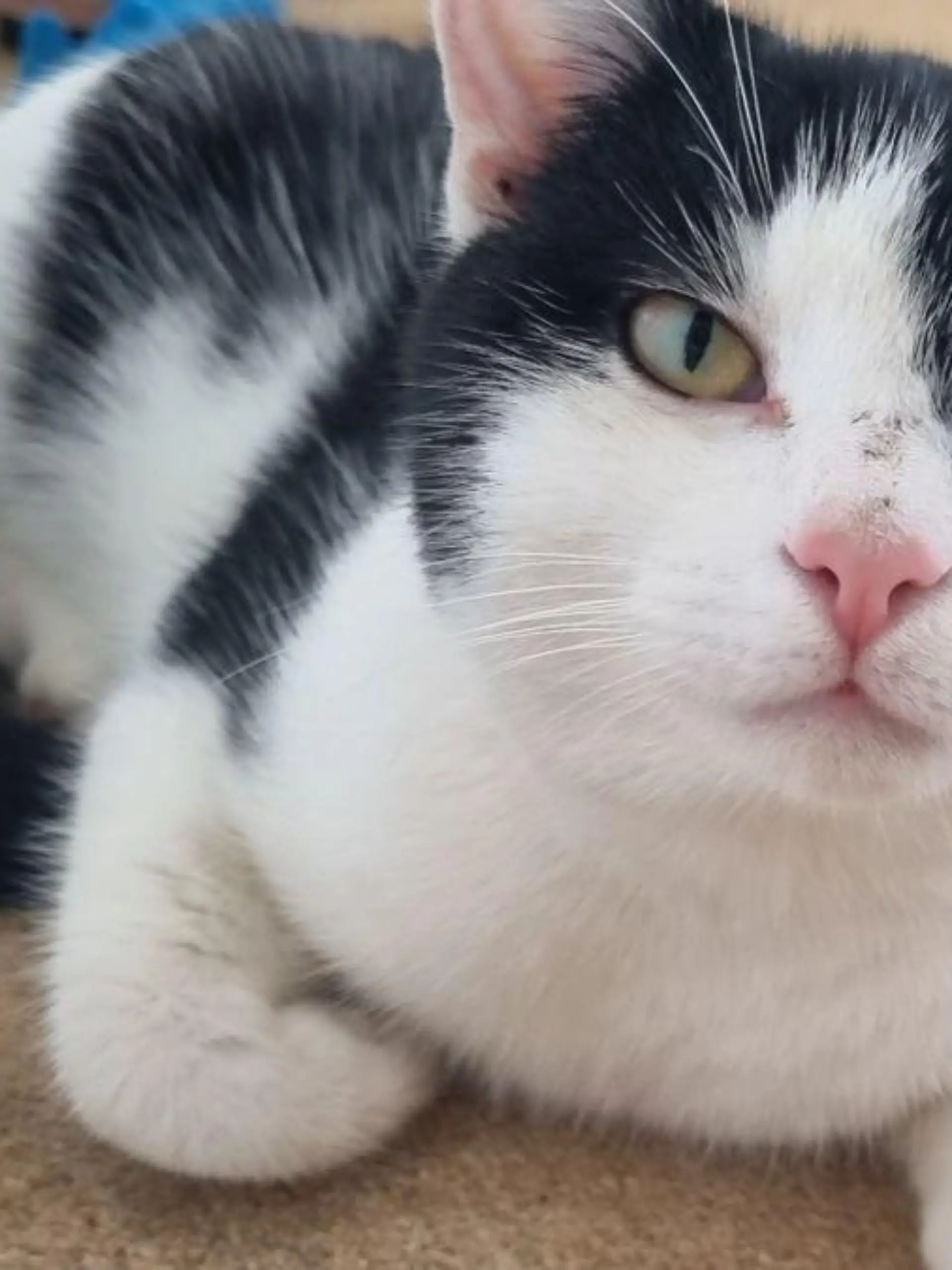 Kater Lucky verschwand, wurde für tot gehalten und spazierte dann einfach wieder durch die Tür.