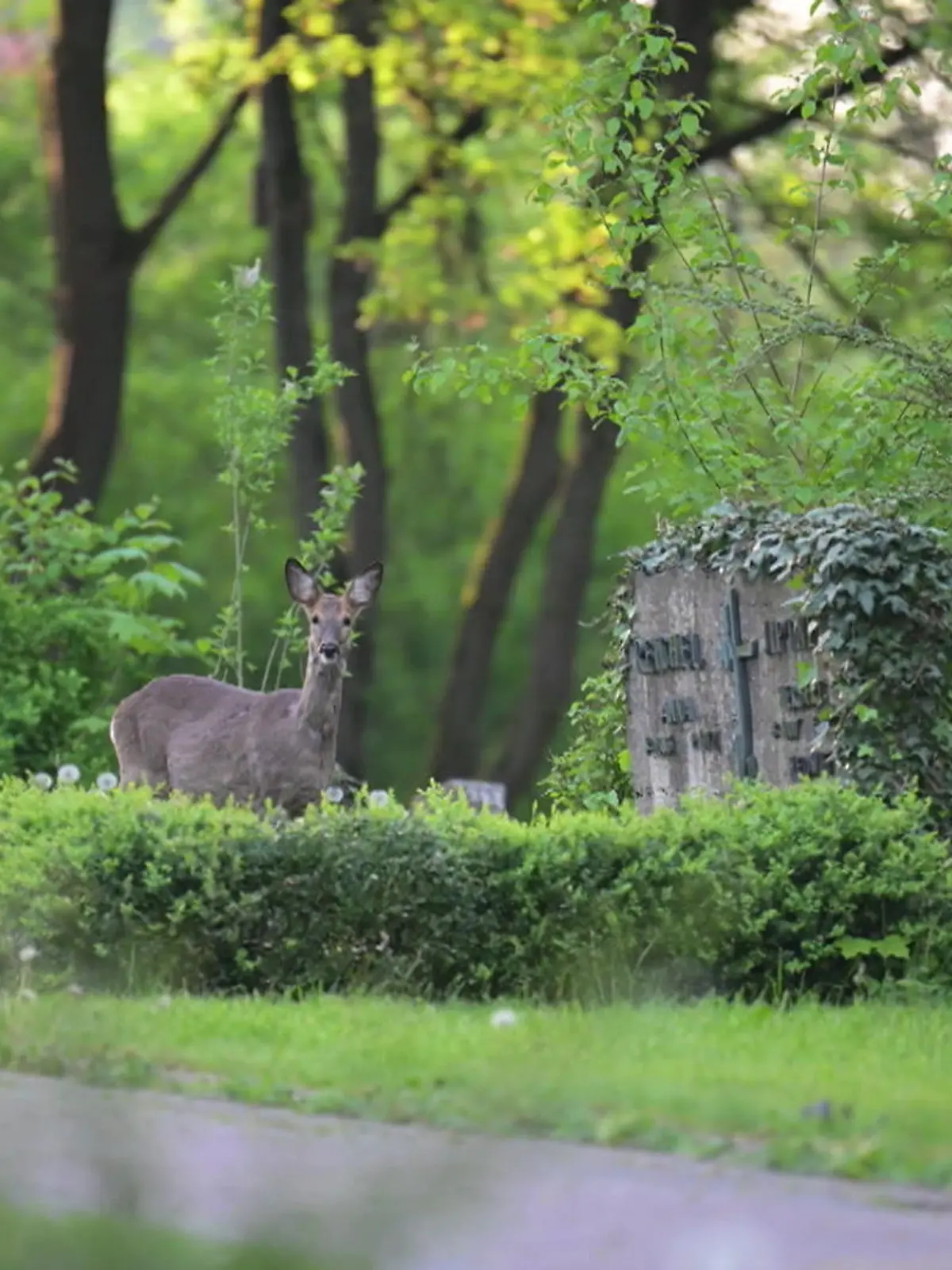 Dieses eine Bild zeigt das ganze Problem in Fulda.
Sieben süße Rehe haben es sich auf dem  Zentralfriedhof bequem gemacht, und fressen den  Grabschmuck. 
Und weil Rehe als sehr standorttreu gelten, blieben alle Versuche, sie zu vertreiben, ergebnislos. 
Nun hat die Stadt entschieden: Sie dürfen abgeschossen werden. Doch Tierschützer und Bürger wollen das nicht hinnehmen. Sabine Sommer.
